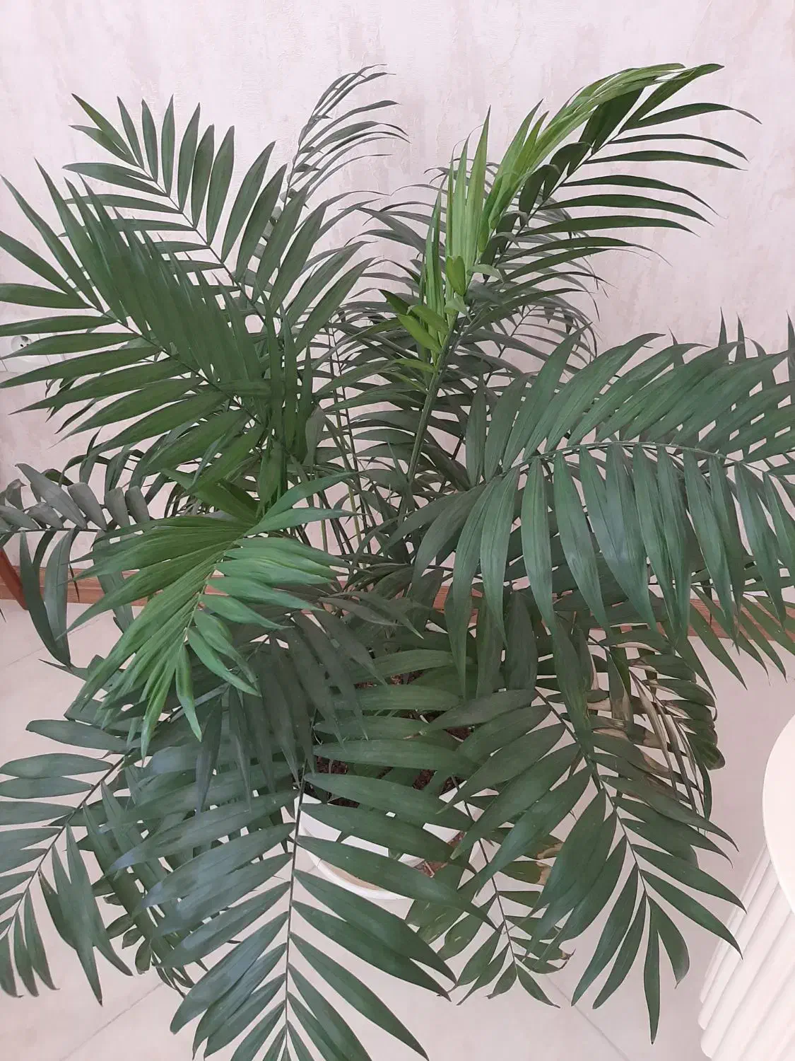 نخل شامادورا  بزرگ|گل و گیاه طبیعی|شیراز, معالی‌آباد|دیوار