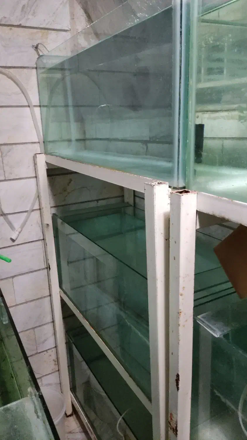 پایه اکواریوم پرورش ماهیان زینتی|ماهی|قم, باغ شریفی|دیوار