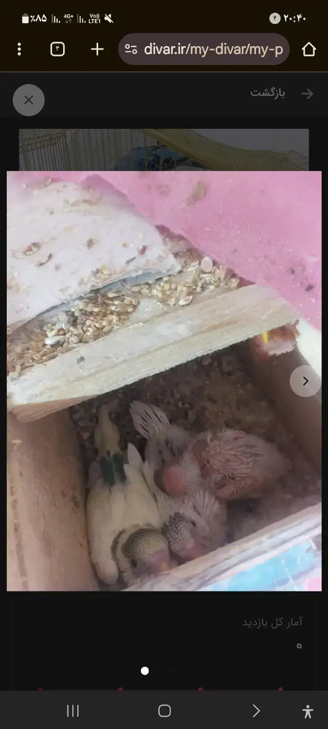 مرغ عشق جفتی۳۰۰|پرنده|رشت, پاره بیجار|دیوار