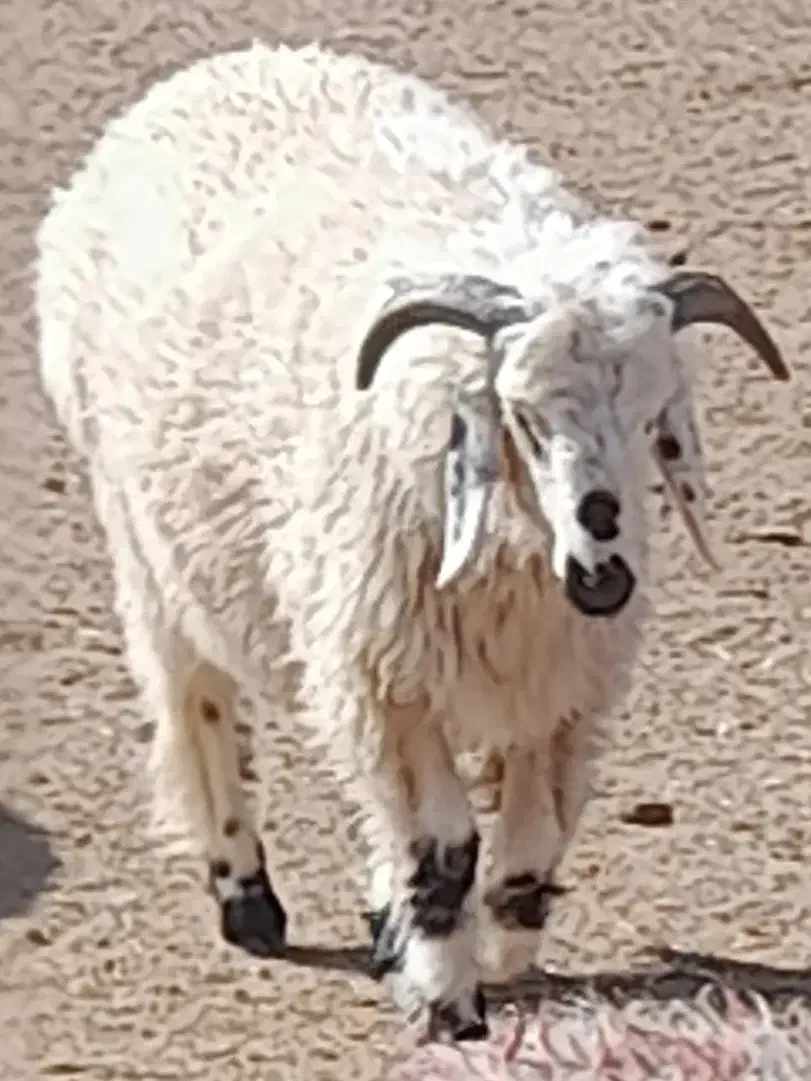 بره سفید بومی|حیوانات مزرعه|مروست, |دیوار