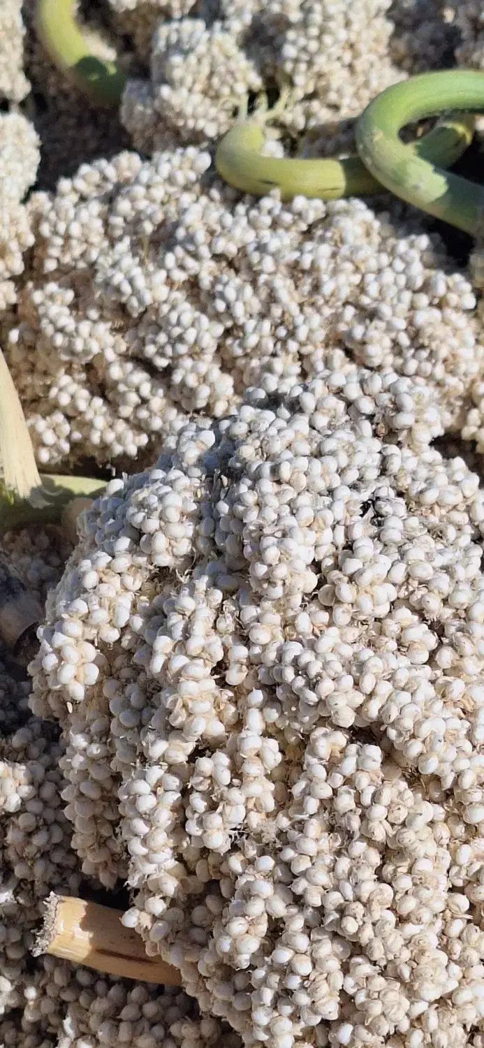 ذرت واسه ارد خوراک دام|لوازم جانبی حیوانات|ریگ ملک, |دیوار