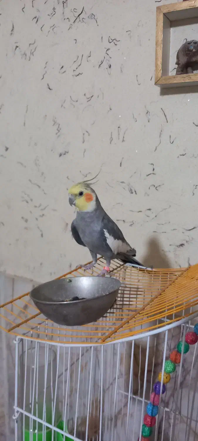 عروس هلندی سخنگو دستی|پرنده|رضویه, |دیوار