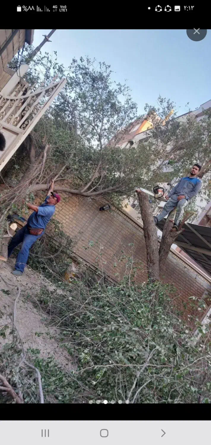 بریدن نخل و درخت هرس نخل سمپاشی نخل|خدمات باغبانی و درختکاری|اهواز, نادری|دیوار