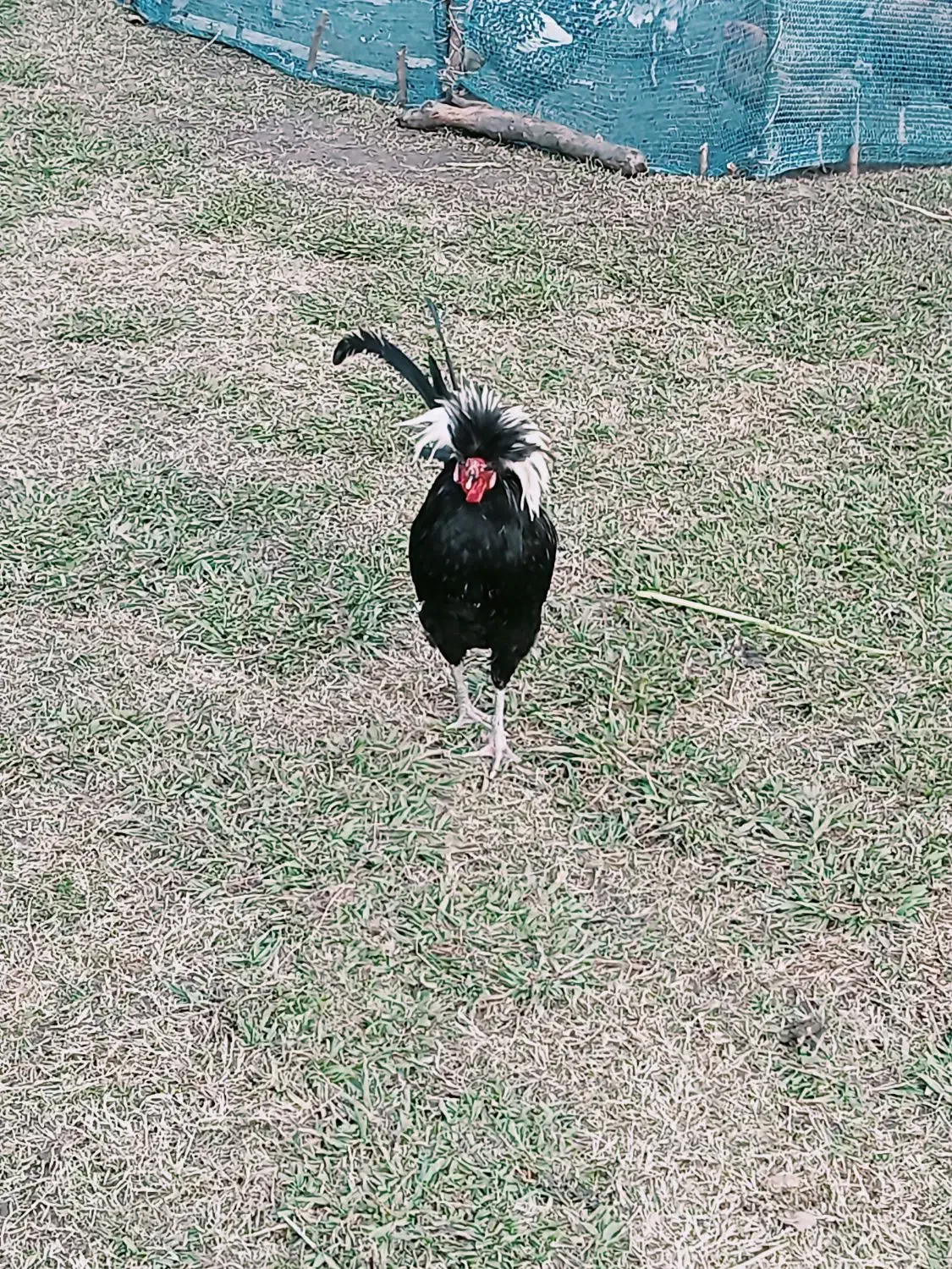 مرغ و خروس زینتی سلطان لهستانی|حیوانات مزرعه|گوراب زرمیخ, |دیوار