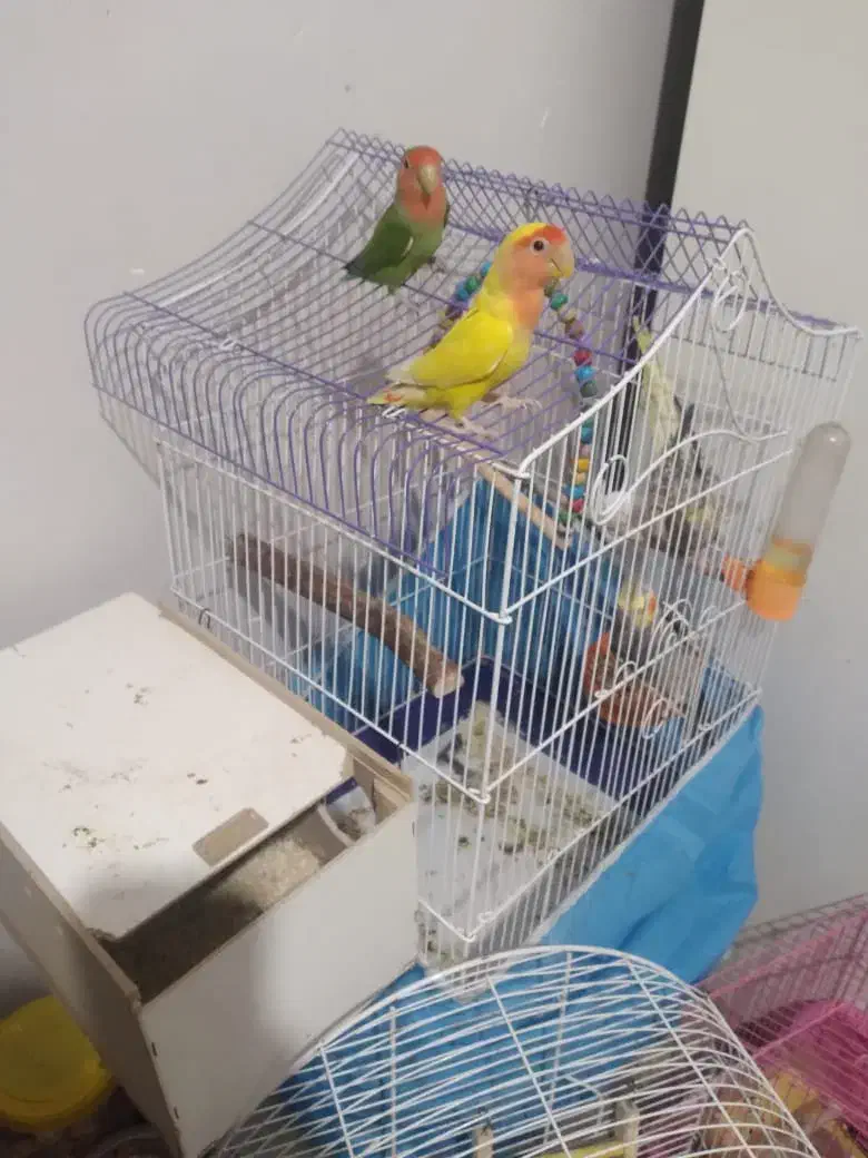 عروس برزیلی|پرنده|اهواز, کوی سعدی|دیوار