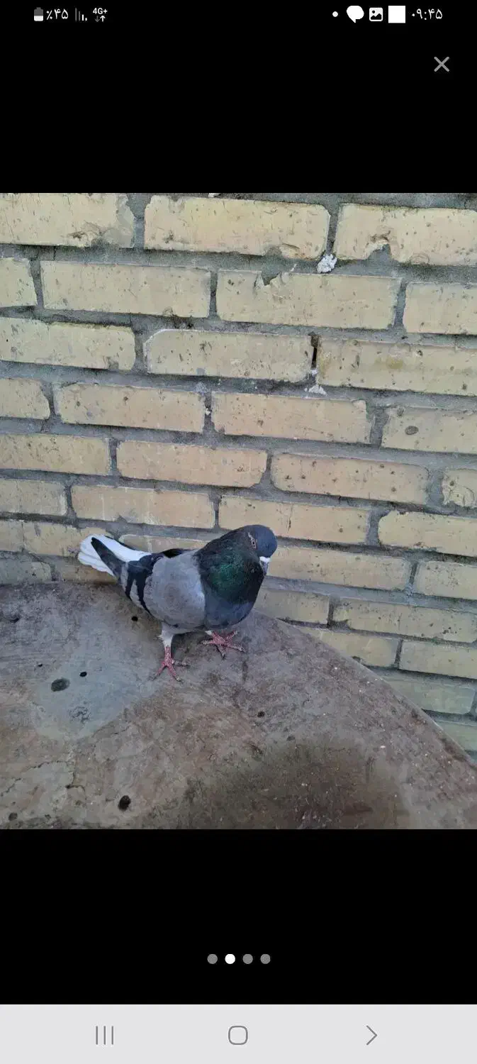 نر پر دمسفید|پرنده|نجف‌آباد, جلال آباد|دیوار