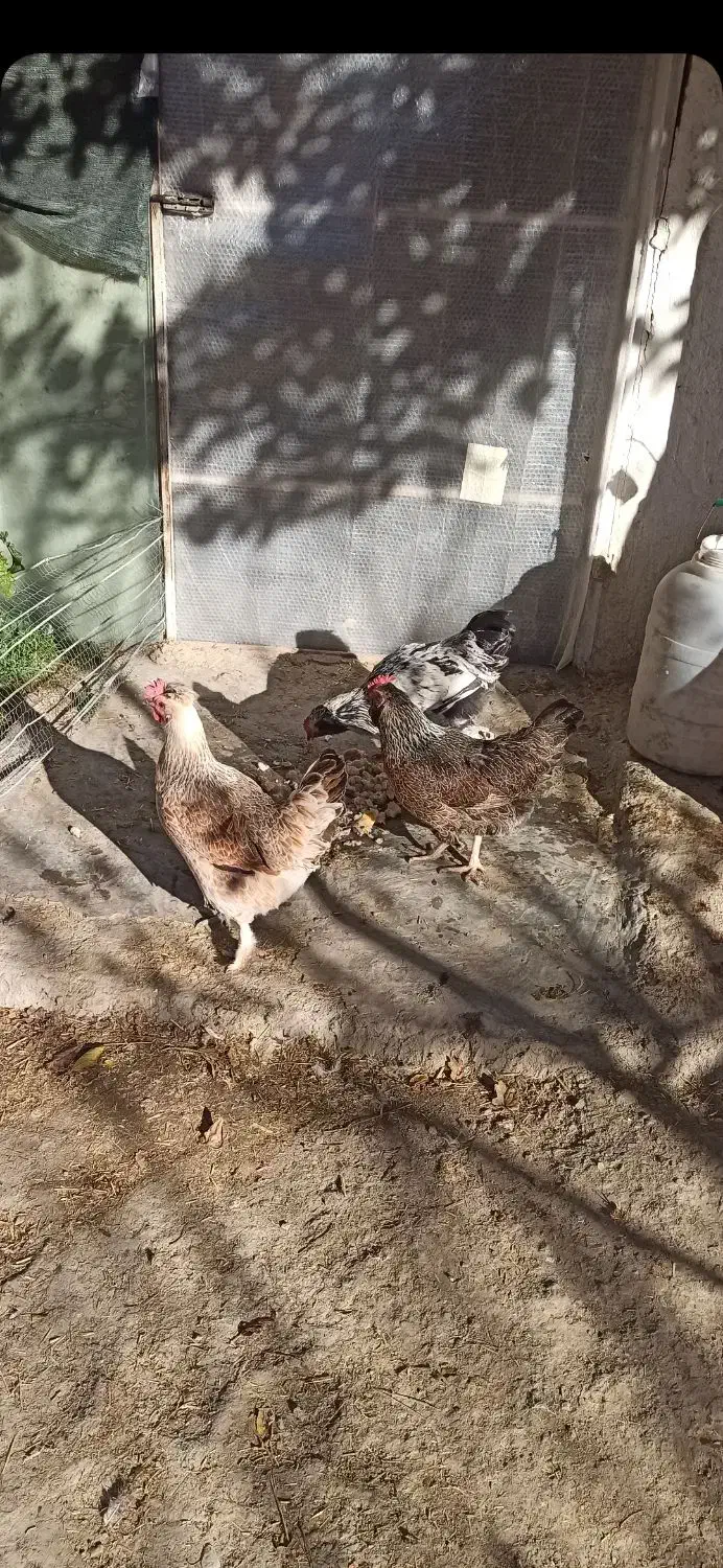 مرغ تخم گذار|حیوانات مزرعه|مشهد, ویلاشهر|دیوار