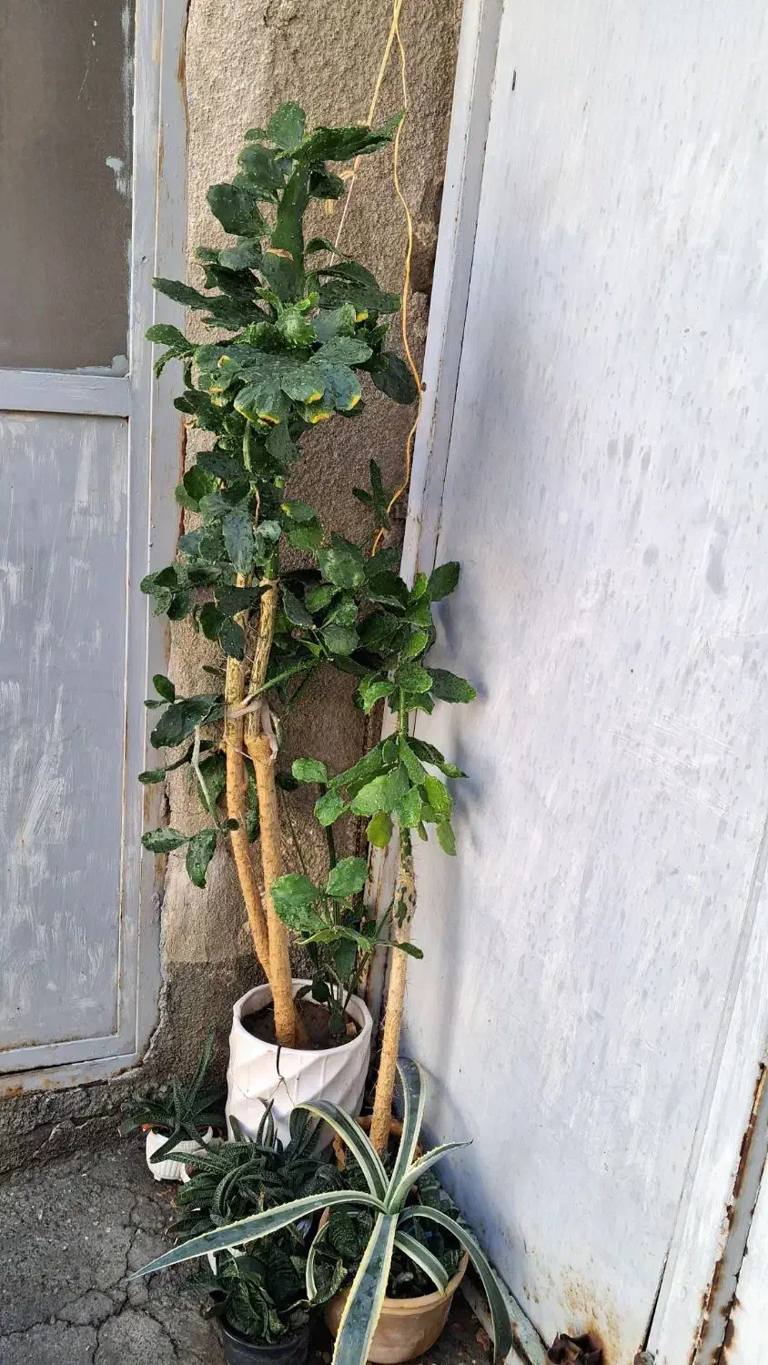 گل های خانگی|گل و گیاه طبیعی|ارومیه, |دیوار