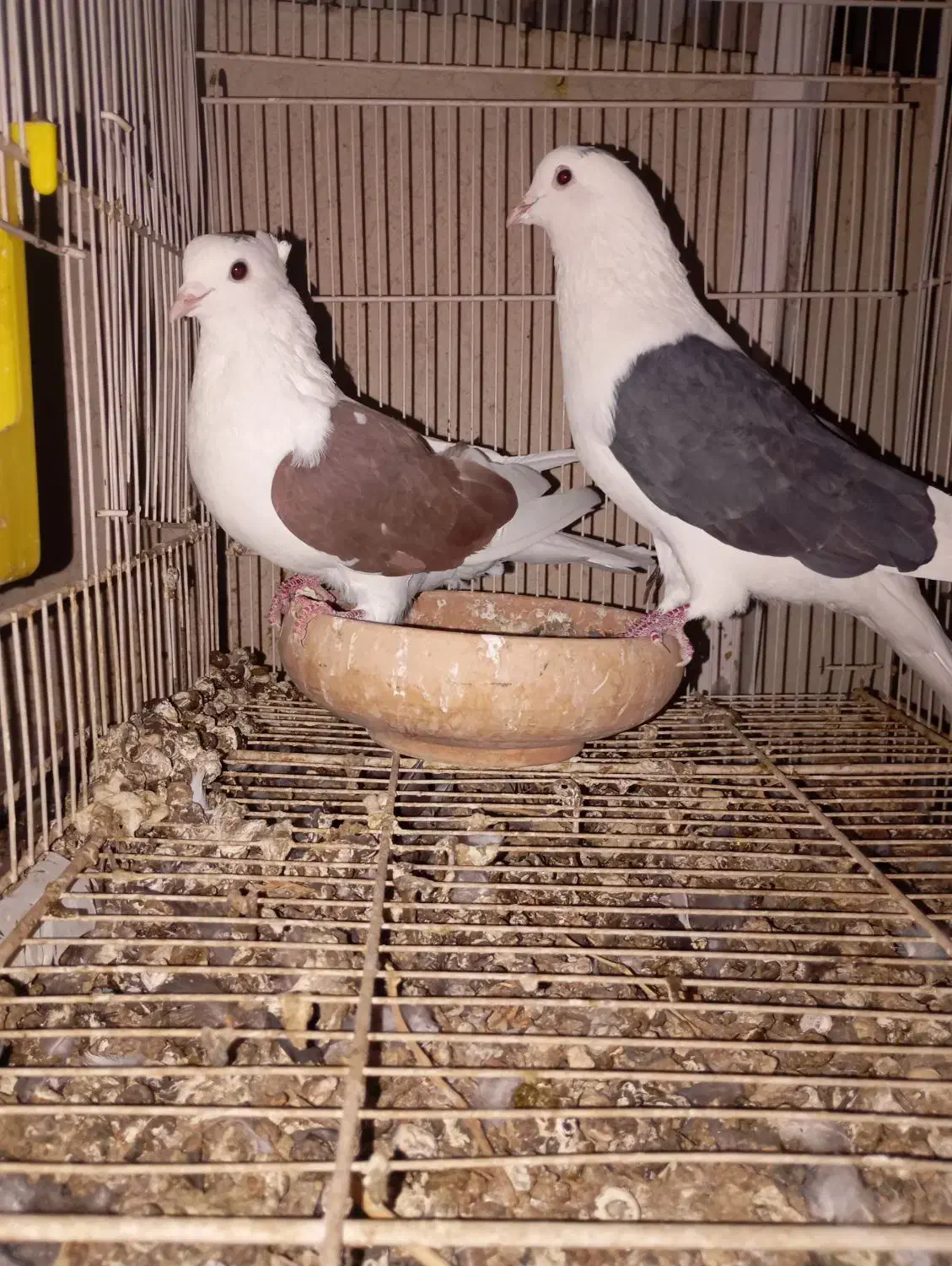 نرو ماده پشت پشت سرخ کاکلی پشت سیاه|پرنده|مشهد, ادیب نیشابوری (شهرک غرب)|دیوار