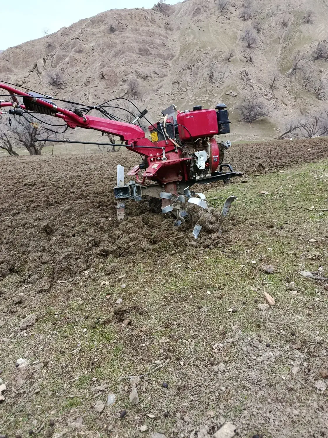 کاربا تیلر|خدمات باغبانی و درختکاری|دورود, |دیوار