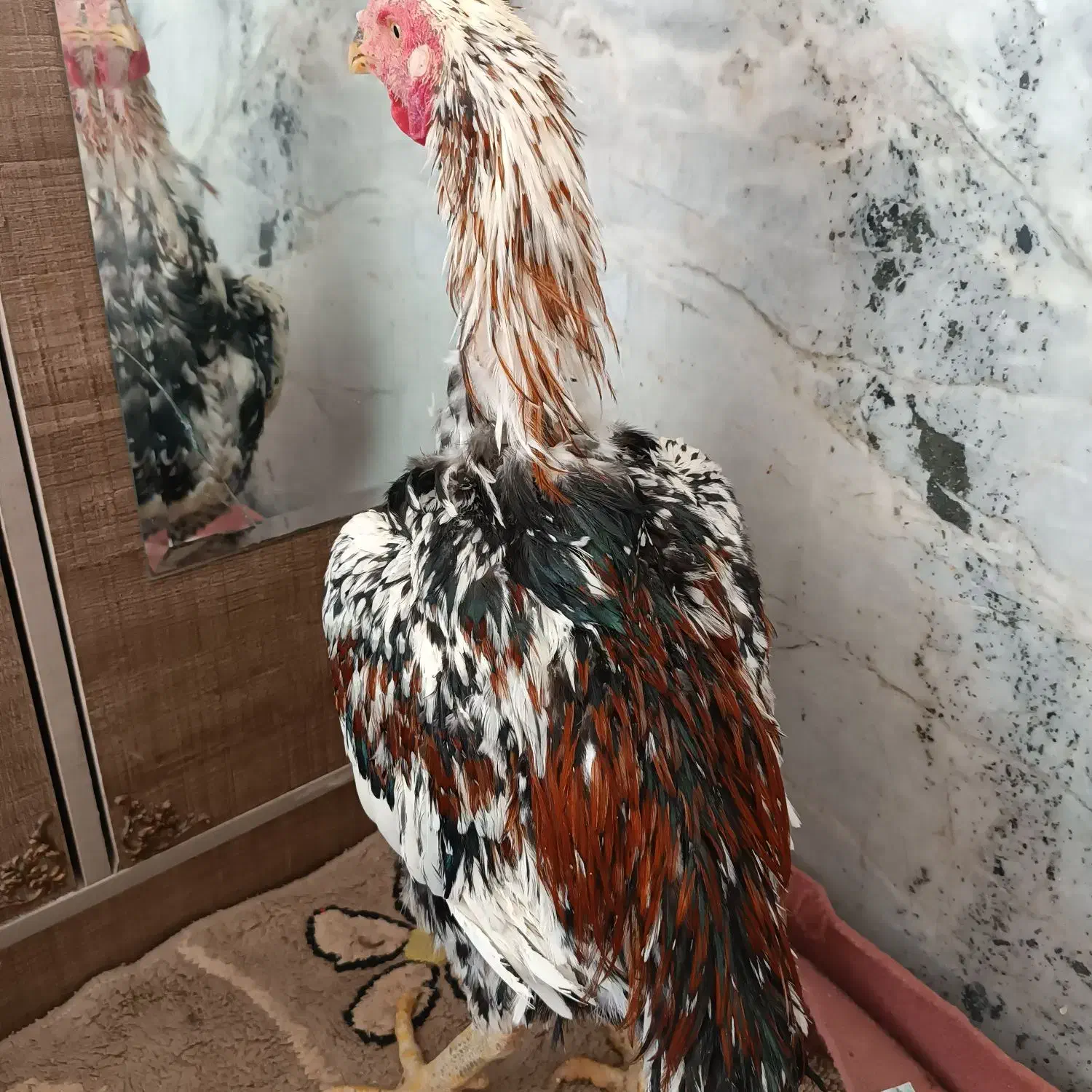 خروس و مرغ لاری اصل نژاد افغان|حیوانات مزرعه|خاش, |دیوار