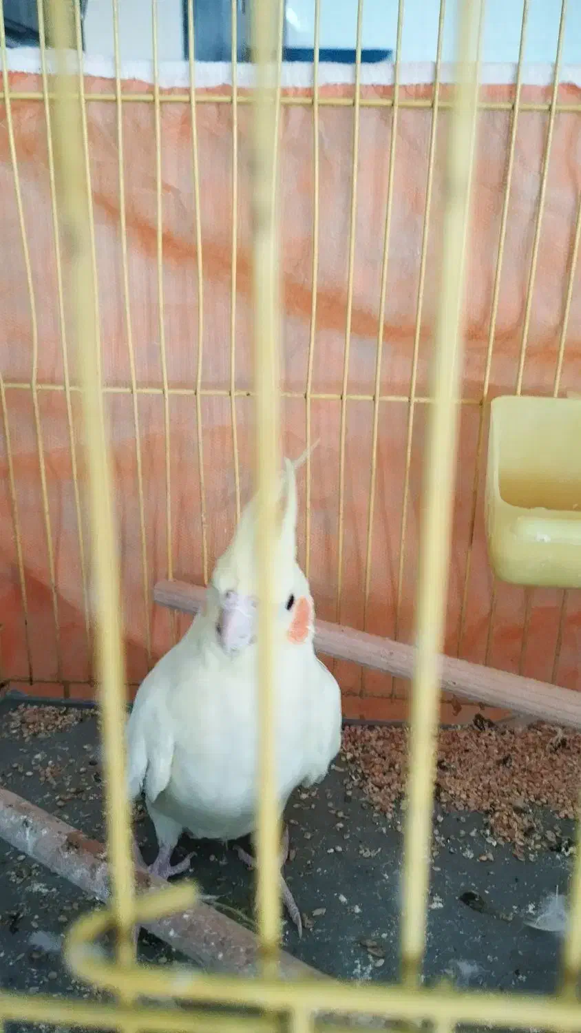 عروس هلندی|پرنده|قم, شاه ابراهیم|دیوار