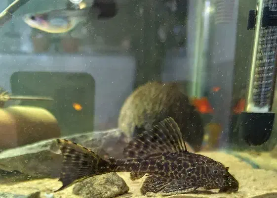 کت فیش|ماهی|کرمان, |دیوار