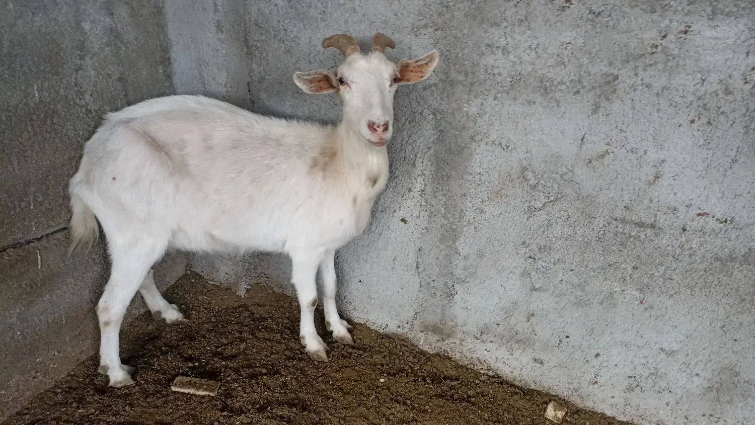 بز خلوص بالا شیر|حیوانات مزرعه|سیمین شهر, |دیوار