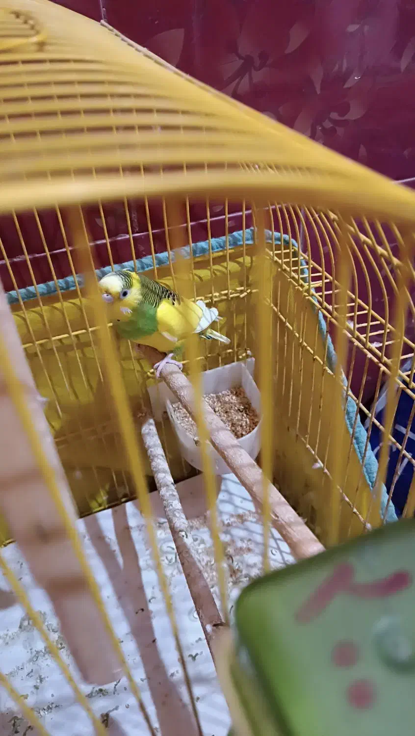 مرغ عشق ماده شرط تخم گذار|پرنده|سوسنگرد, |دیوار