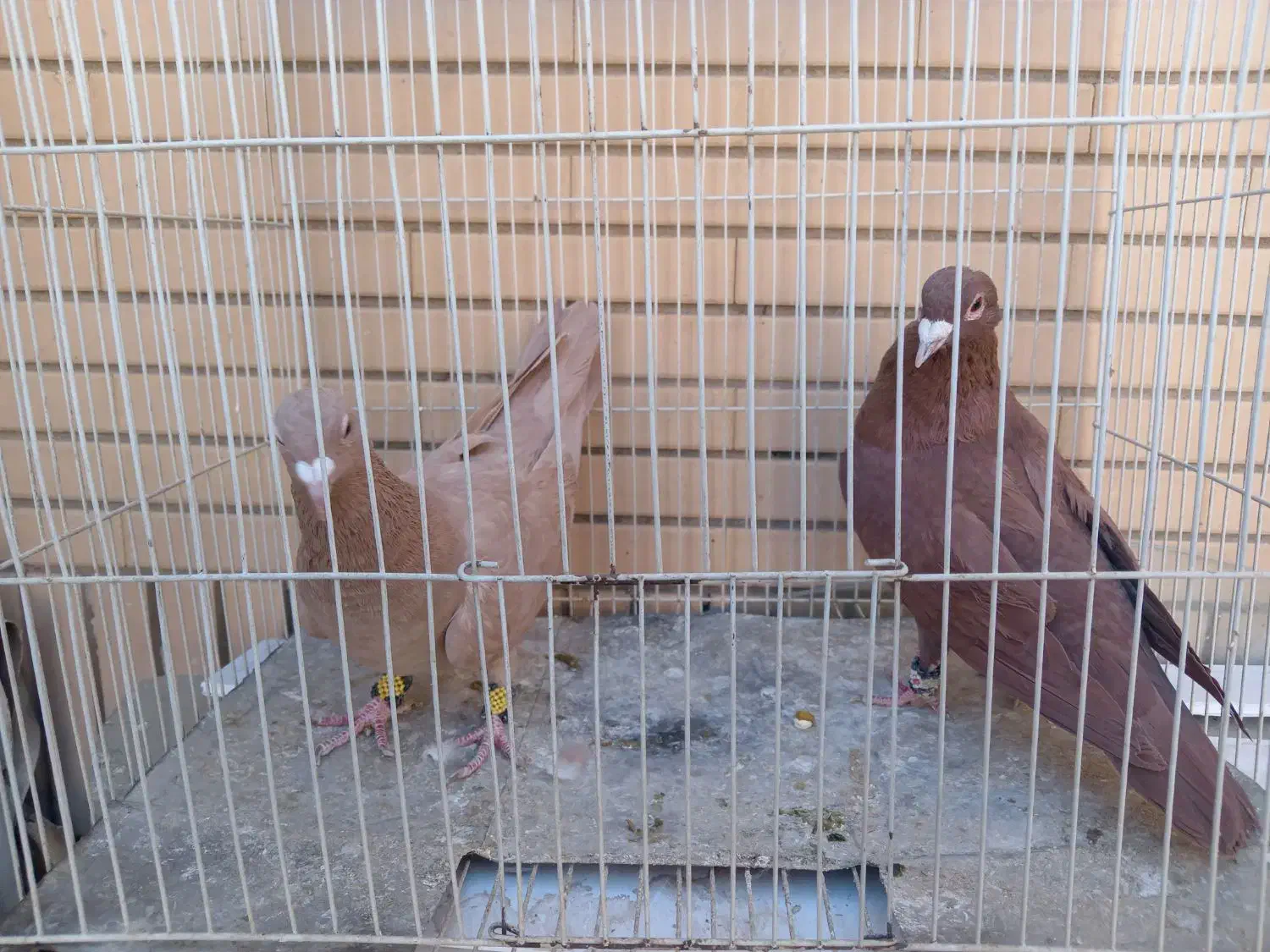 زرد و سرخ کرمونی و زاغ دمسفید|پرنده|تربت‌حیدریه, منصوریه|دیوار