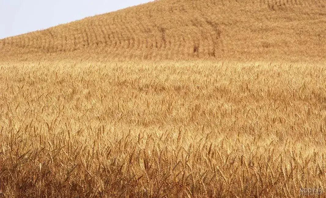 فروش زمین کشاورزی|فروش دفتر صنعتی، کشاورزی، تجاری|قره پشتلو, |دیوار