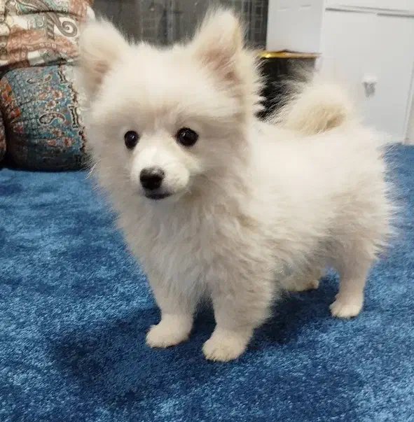 توله پامر نر بازیگوش و آماده آموزش|سگ|یزد, |دیوار