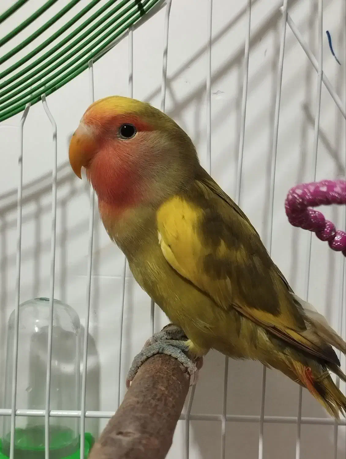 کوتوله برزیلی|پرنده|شاهرود, |دیوار