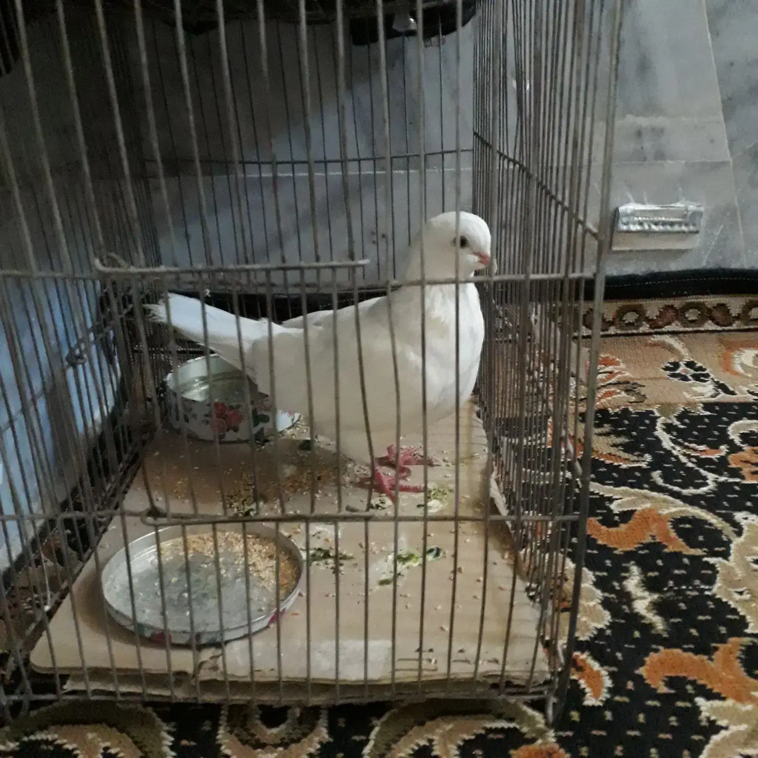 کبوتر سالم وسرحال|پرنده|زنجان, |دیوار