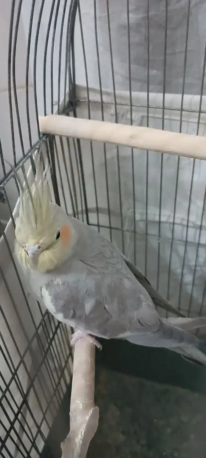 عروس هلندی نر و ماده|پرنده|سبزوار, امیر کبیر|دیوار