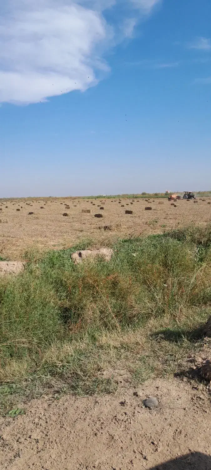 خرید فروش علف بادام زمینی|لوازم جانبی حیوانات|اسلام آباد, |دیوار