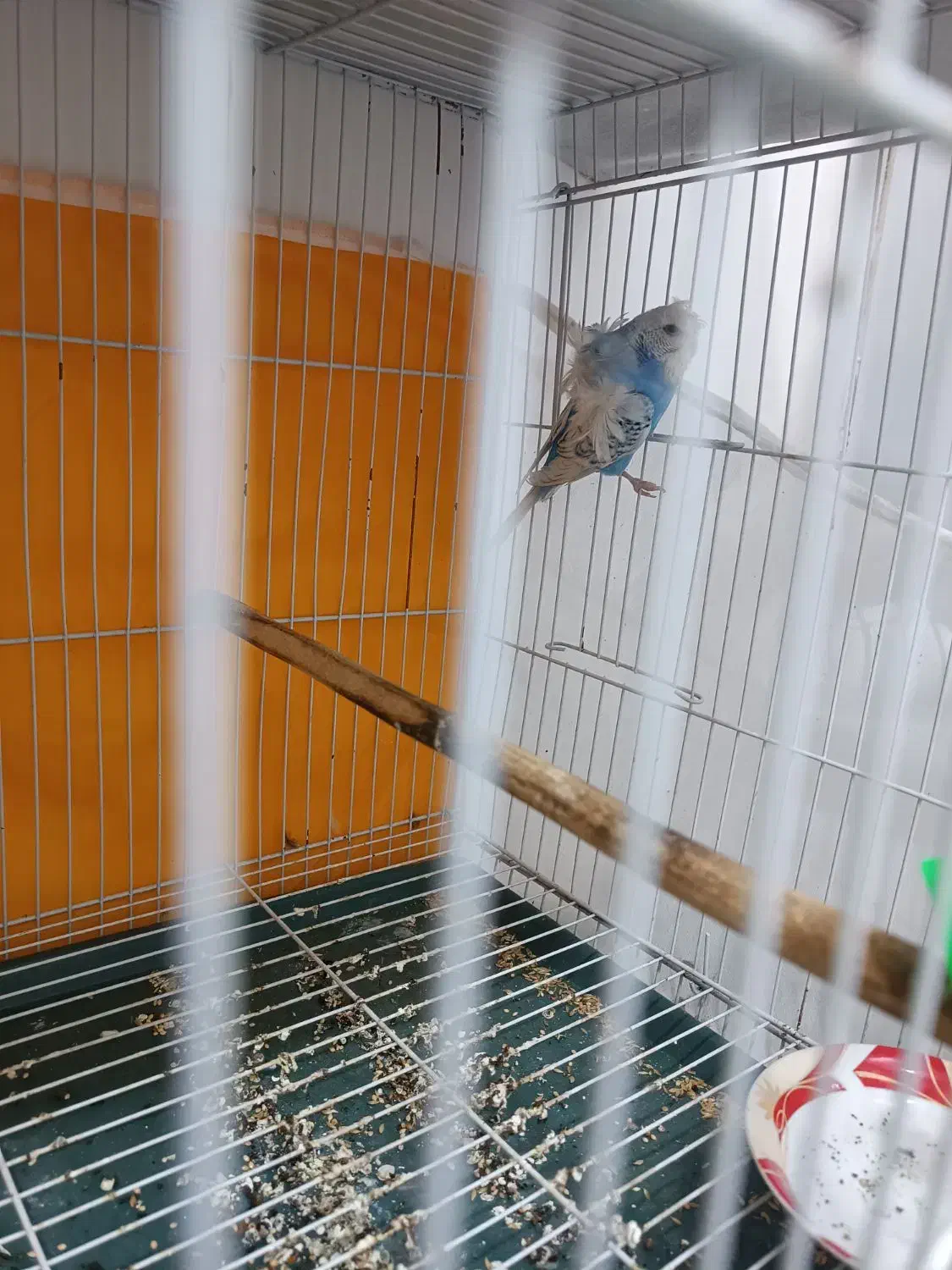 مرغ عشق پروانه ای|پرنده|مشهد, ثامن|دیوار