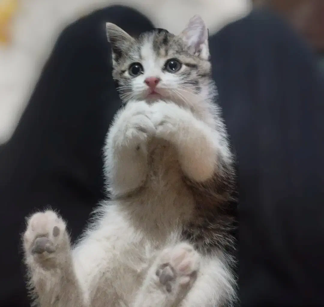 واگذاری بچه گربه نر|گربه|مشگین شهر, |دیوار