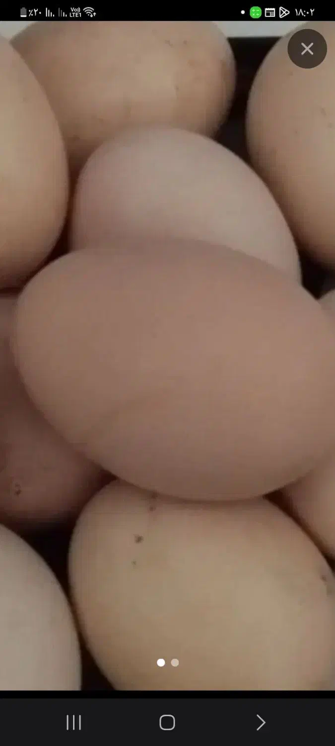 تخم مرغ طبیعی مزرعه نطفه دار|حیوانات مزرعه|ثمرین, |دیوار