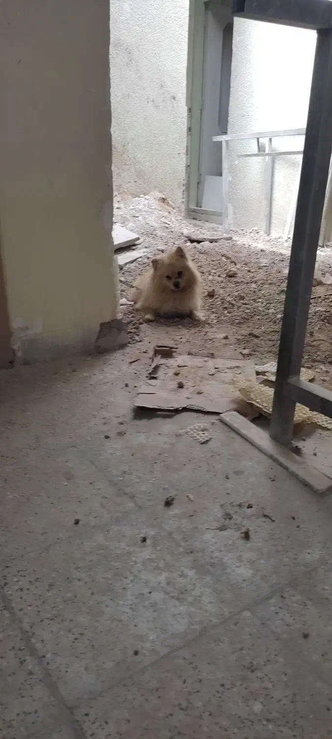 پامر|سگ|پاکدشت, پاکدشت (مامازند)|دیوار