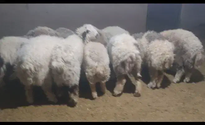 بره پرواری|حیوانات مزرعه|ایوان, |دیوار