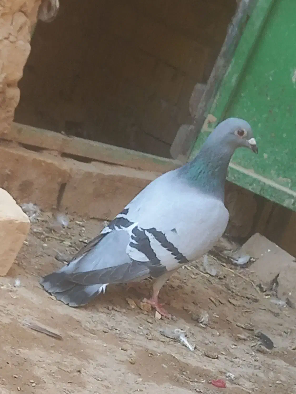 سبز ماده مسافتی آلمانی|پرنده|مشهد, قائم|دیوار