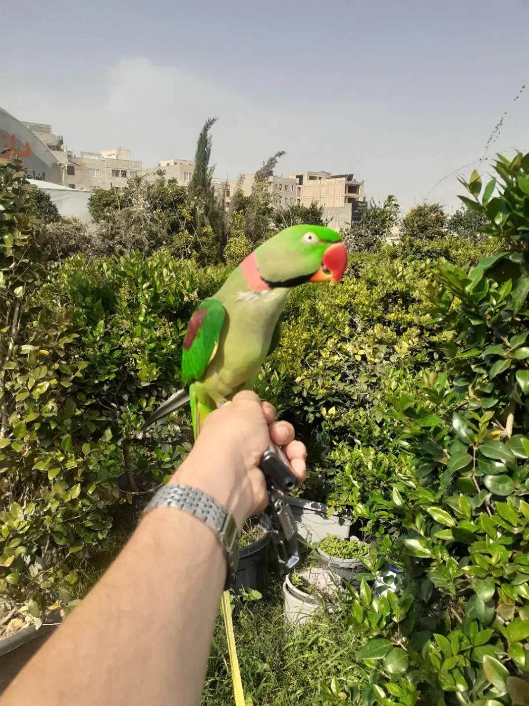 طوطی ملنگو سبز رنگ گمشده|پرنده|دره شهر, |دیوار