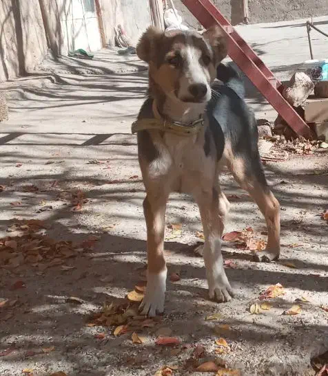 سک نگهبان نر|سگ|اراک, |دیوار