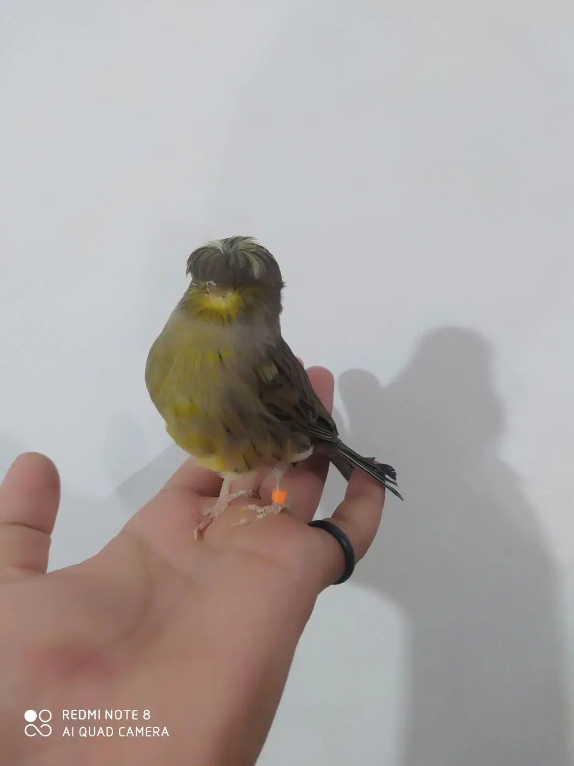 قناری گلاستر ماده|پرنده|ملایر, |دیوار