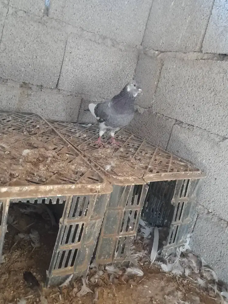 کبوتر نر پرشی شازده انگلیسی|پرنده|گمیشان, |دیوار