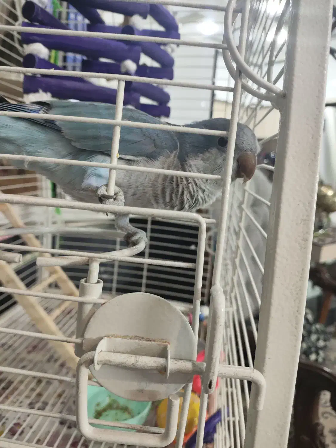 طوطی راهب معاوضه|پرنده|پاکدشت, پاکدشت (مامازند)|دیوار