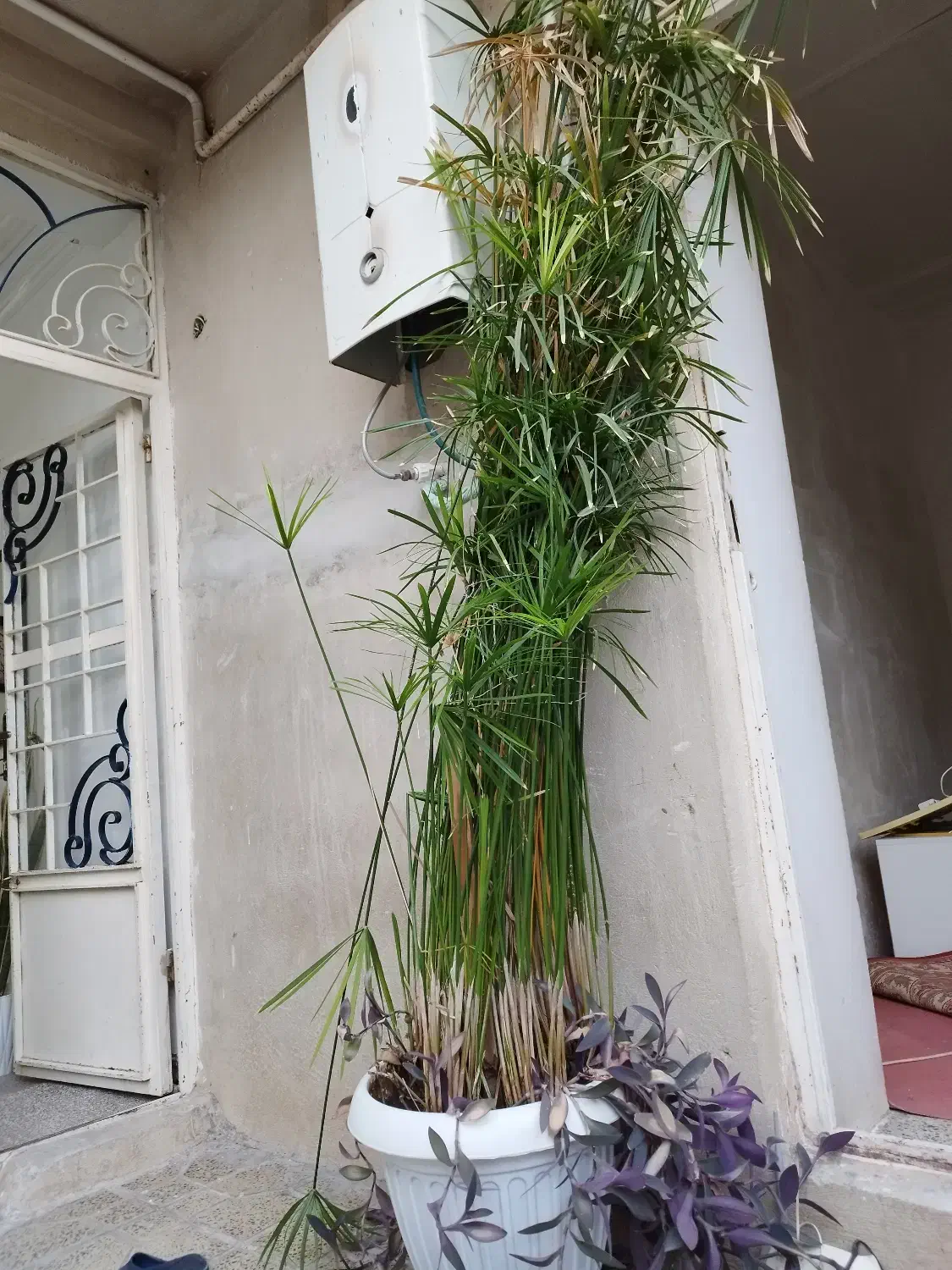 گیاه وگل نخل مرداب زیبا و بلند حدود دو متر|گل و گیاه طبیعی|ایلام, |دیوار