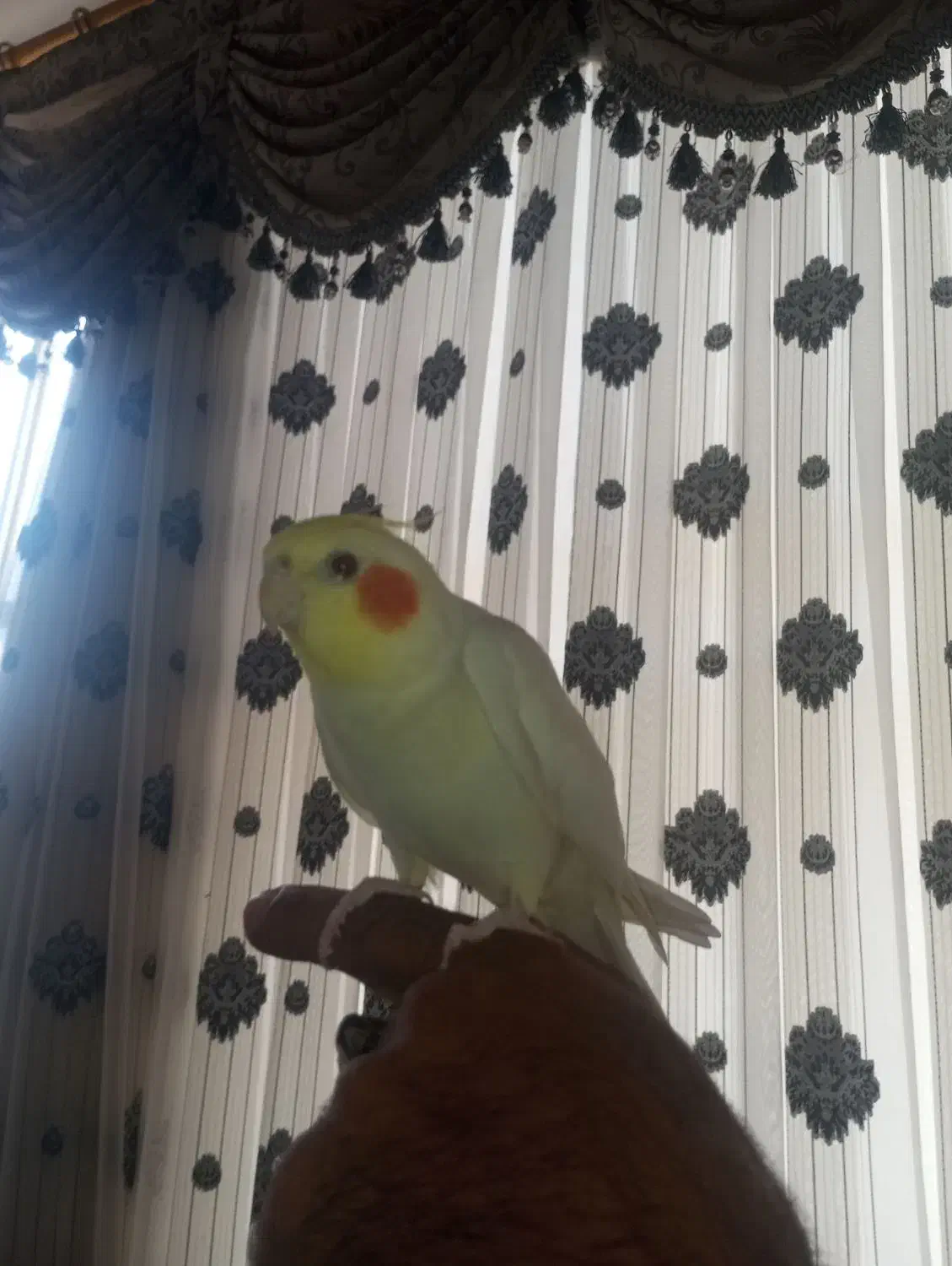 عروس هلندی سخنگو|پرنده|حمیدیا, |دیوار