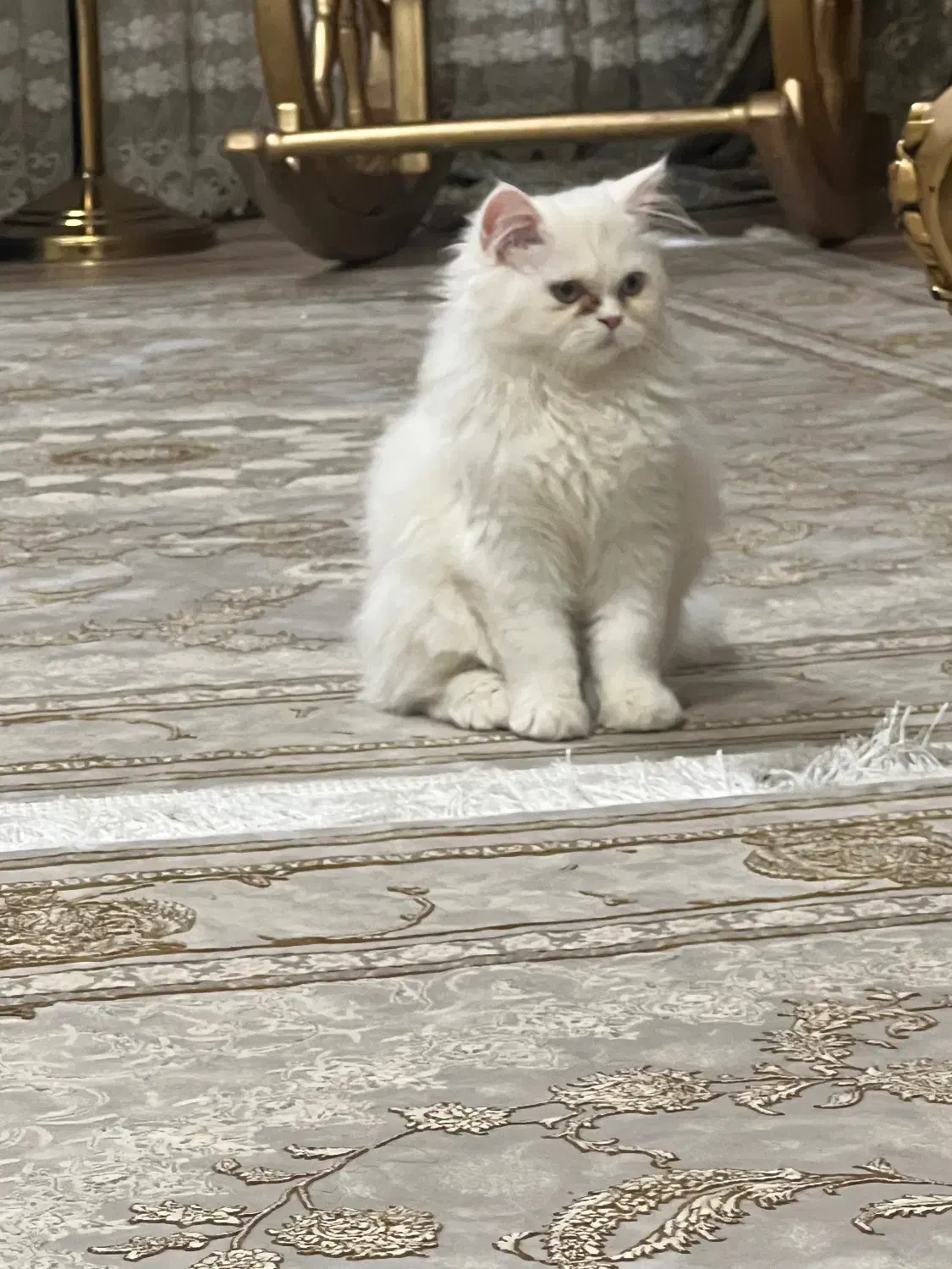 گربه پرشین|گربه|سلماس, |دیوار