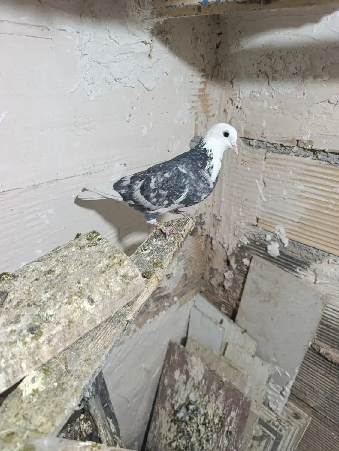 کبوتر شازده خال قدیم در فرون اباد|پرنده|پاکدشت, پاکدشت (مامازند)|دیوار