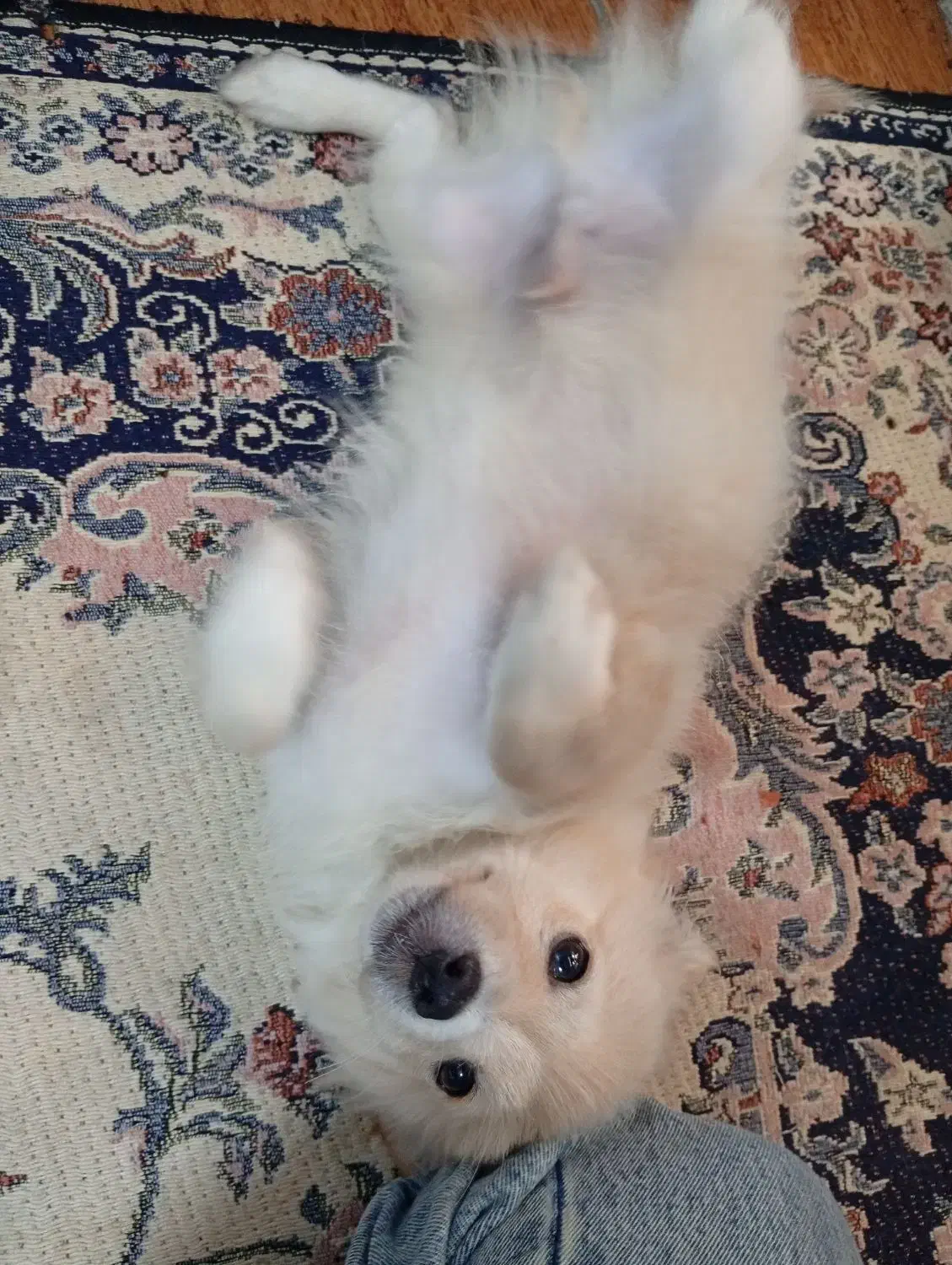 پامر روباهی|سگ|رشت, یخسازی|دیوار