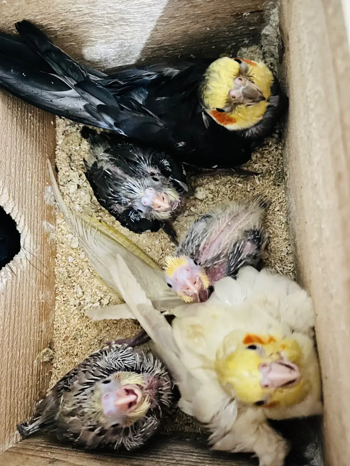 فروش عروس هلندی|پرنده|رشت, حمیدیان|دیوار