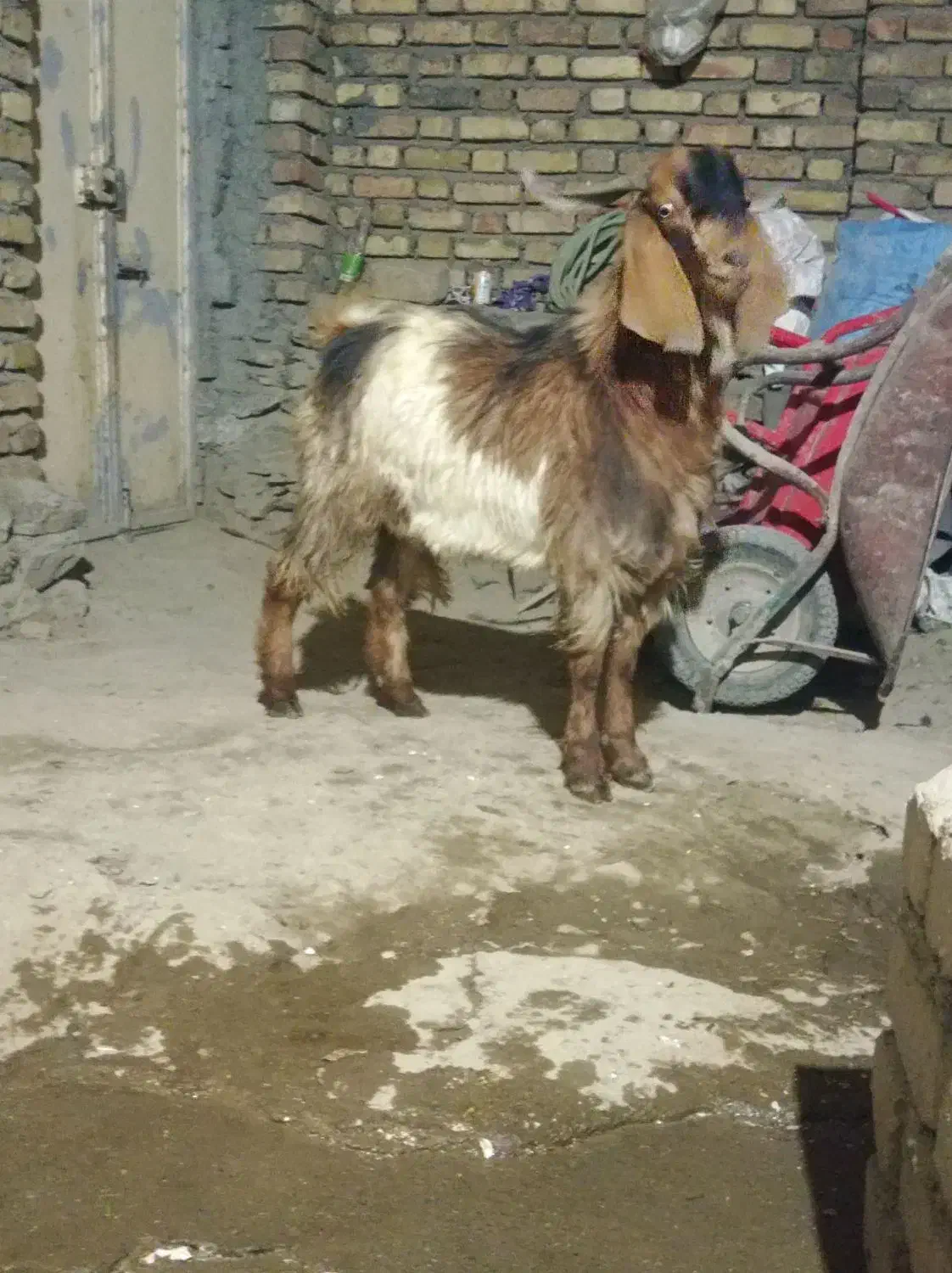 بزغاله نر|حیوانات مزرعه|بلبان آباد, |دیوار