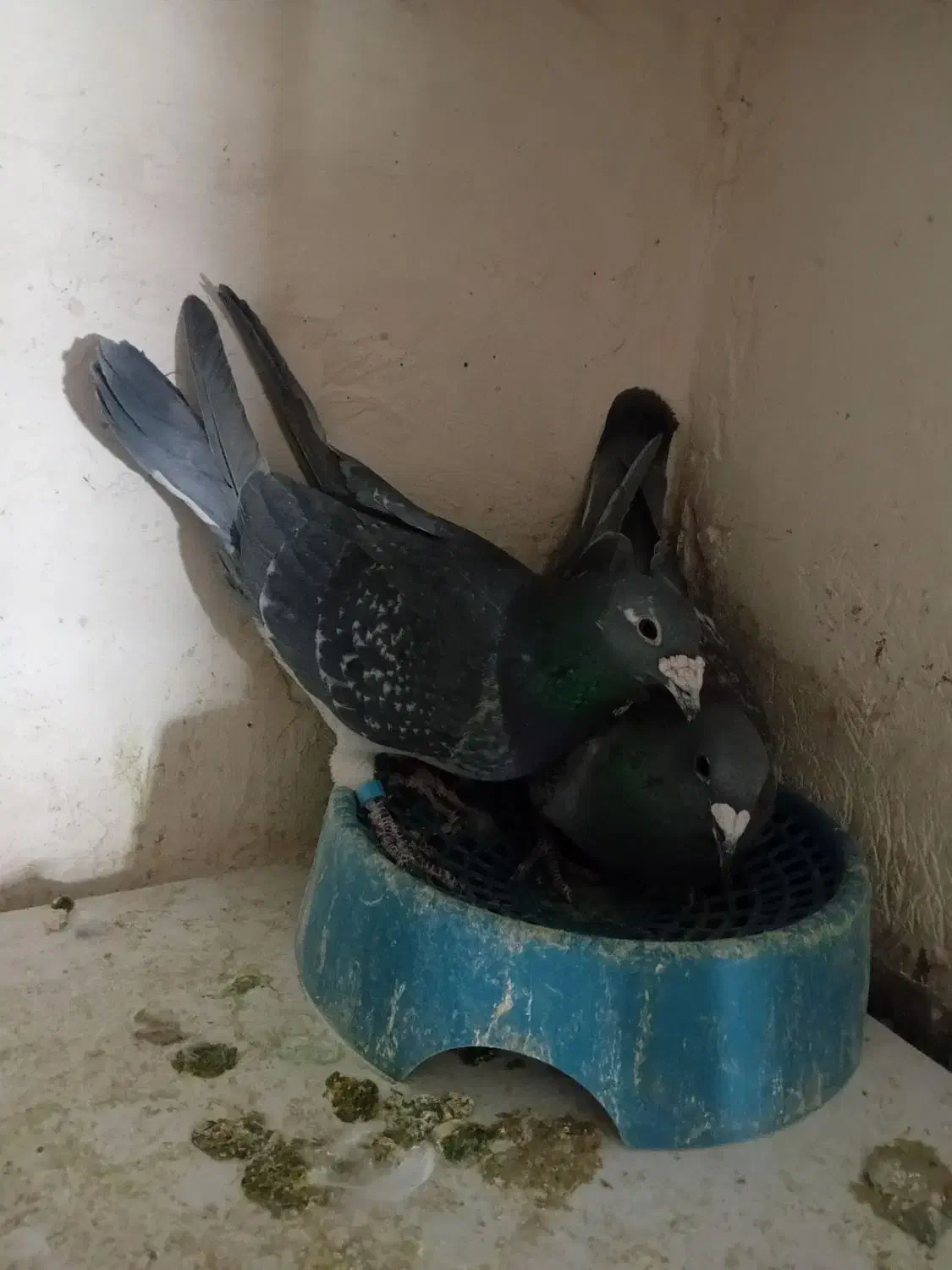 کبوتر مسافتی|پرنده|خواف, |دیوار