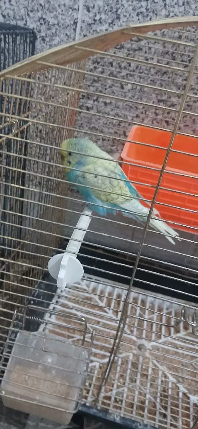 مرغ عشق نر|پرنده|قنوات, |دیوار