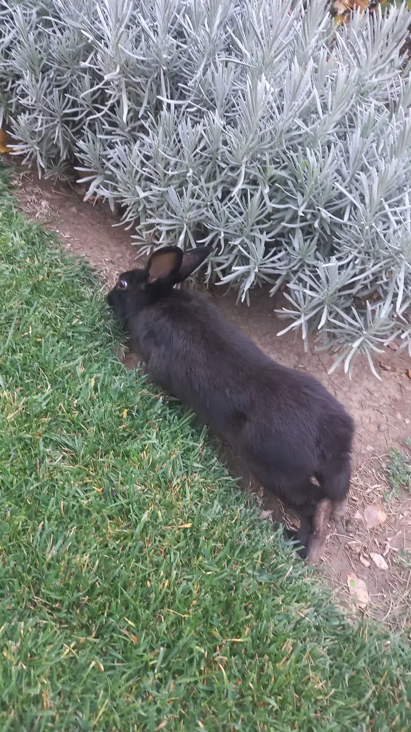 خرگوش سیاه رنگ|موش و خرگوش|دماوند, گیلاوند|دیوار