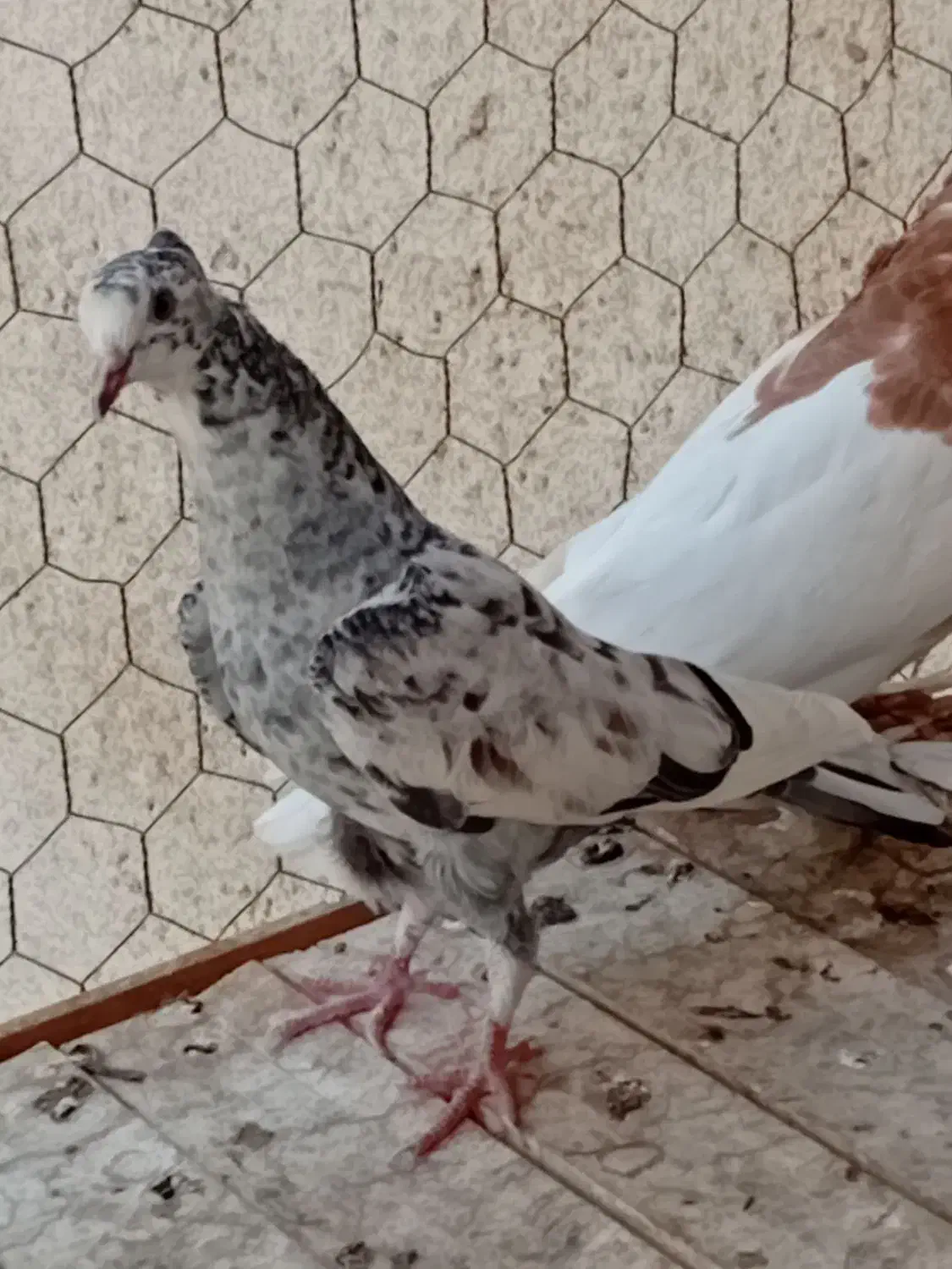 گرفتنی|پرنده|قم, شاه سید علی|دیوار