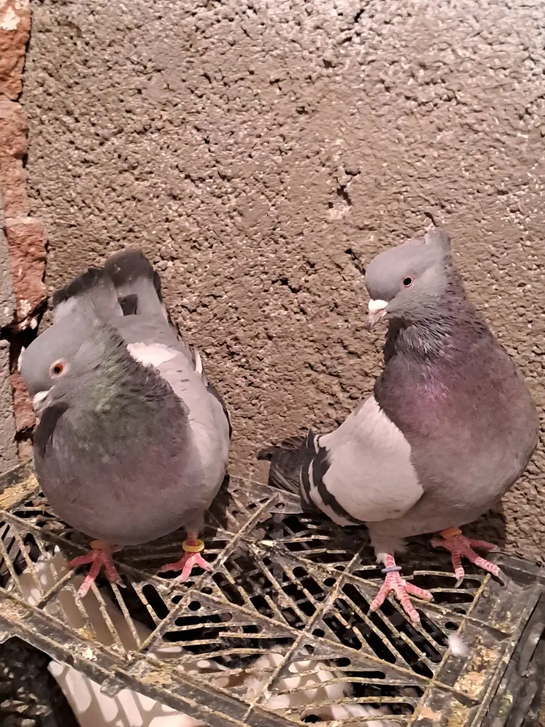 ی جفت سبز سوقدیم|پرنده|بهارستان, |دیوار