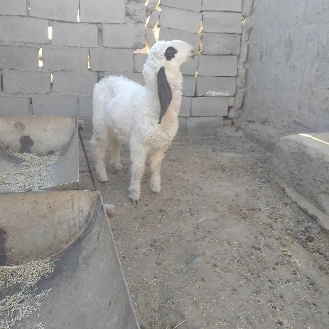 بره مری خوب|حیوانات مزرعه|هامون, |دیوار